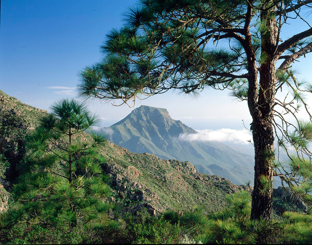 ROQUE DEL CONCDE