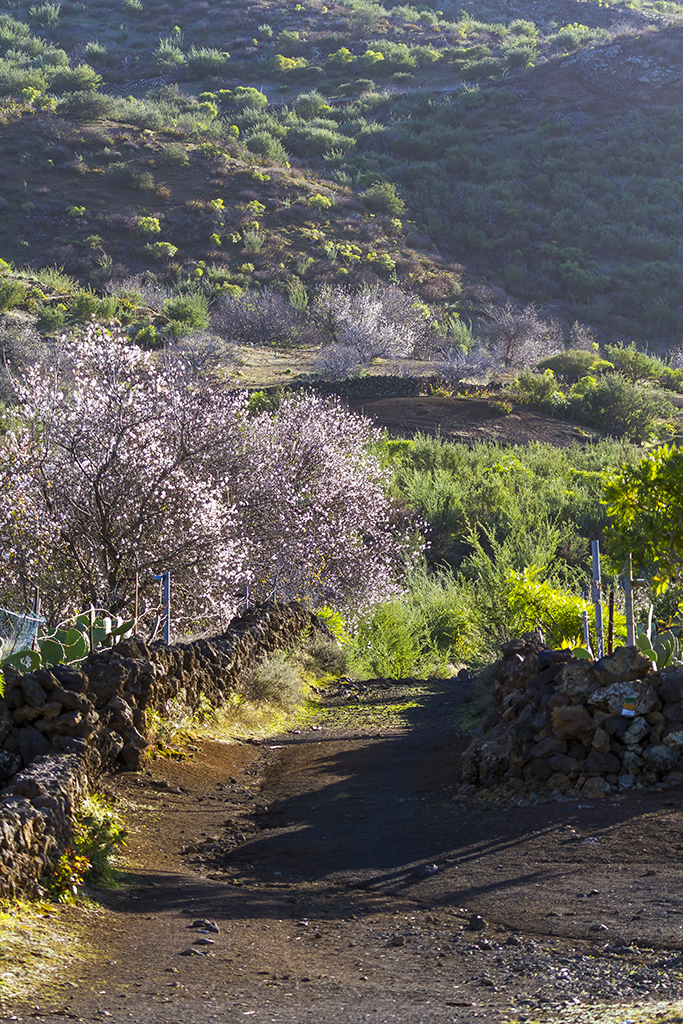 Ruta Del Almendro En Flor